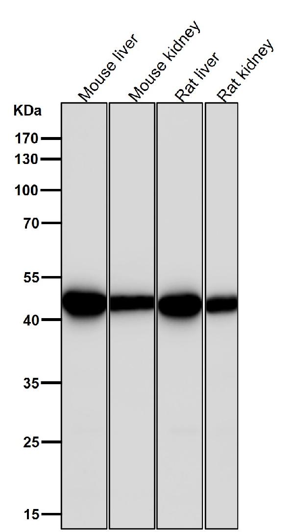 1 - Anti-ASS1 Rabbit Monoclonal Antibody ABO15786