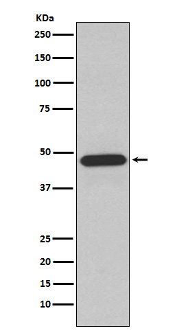 1 - Anti-NCF1 Rabbit Monoclonal Antibody ABO15791