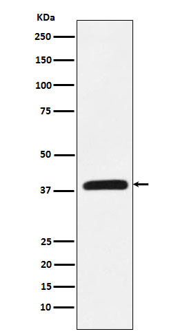 1 - Anti-CRKL Rabbit Monoclonal Antibody ABO15793