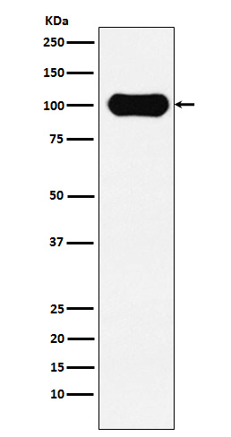 1 - Anti-FE65 Rabbit Monoclonal Antibody ABO15794