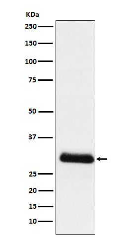1 - Anti-ApoD Rabbit Monoclonal Antibody ABO15797