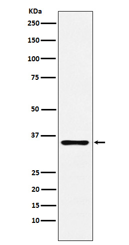 1 - Anti-DCR2 Rabbit Monoclonal Antibody ABO15799