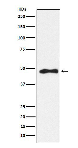 1 - Anti-AP2 alpha Rabbit Monoclonal Antibody ABO15800