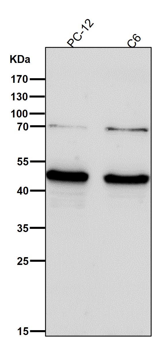 1 - Anti-AP2 alpha Rabbit Monoclonal Antibody ABO15800