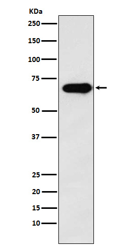 1 - Anti-SAM68 Rabbit Monoclonal Antibody ABO15802