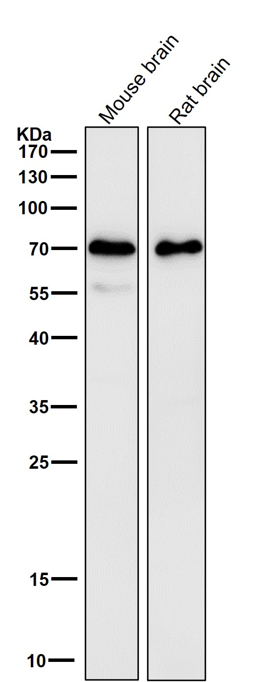 1 - Anti-SAM68 Rabbit Monoclonal Antibody ABO15802