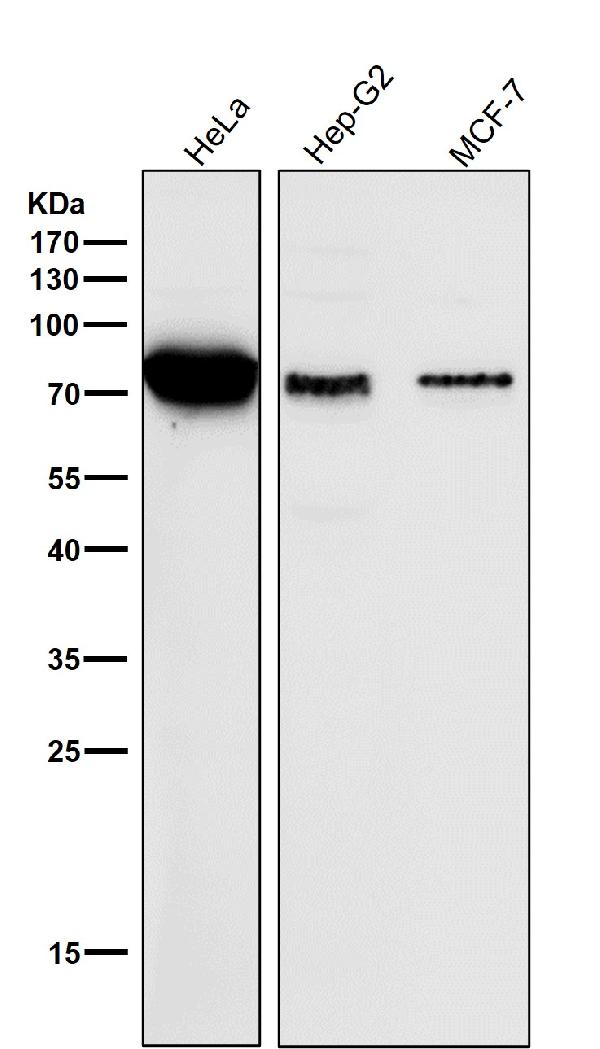 1 - Anti-SAM68 Rabbit Monoclonal Antibody ABO15802