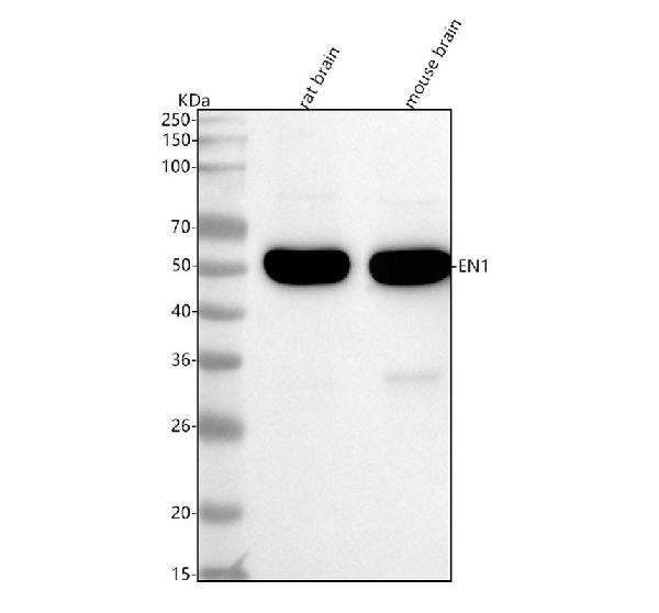 1 - Anti-Engrailed 1 Rabbit Monoclonal Antibody ABO15803