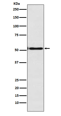 1 - Anti-Engrailed 1 Rabbit Monoclonal Antibody ABO15803