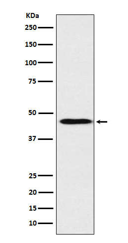 1 - Anti-ApoA4 Rabbit Monoclonal Antibody ABO15805