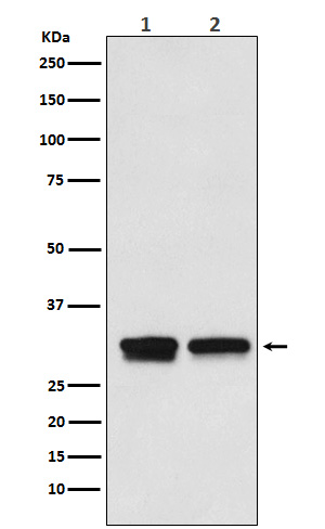 1 - Anti-TF2B Rabbit Monoclonal Antibody ABO15809