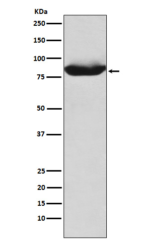 1 - Anti-MALT1 Rabbit Monoclonal Antibody ABO15812