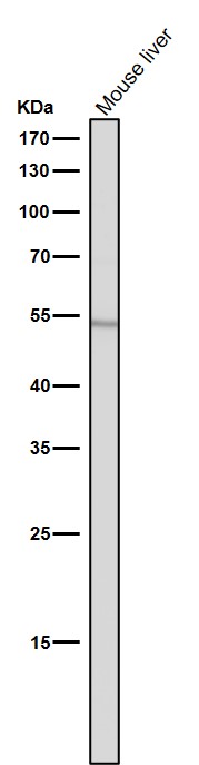 1 - Anti-ACM2 Rabbit Monoclonal Antibody ABO15814