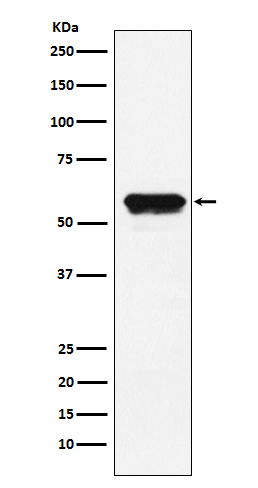 1 - Anti-Angiotensinogen Rabbit Monoclonal Antibody ABO15817