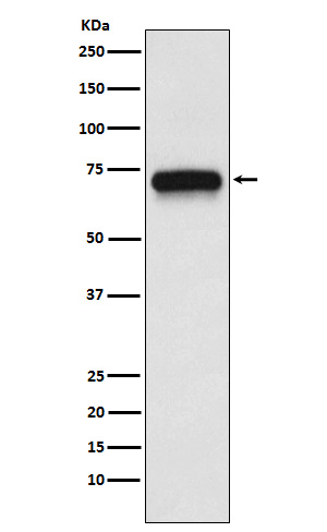 1 - Anti-ACHA4 Rabbit Monoclonal Antibody ABO15818