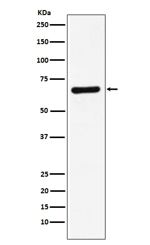 1 - Anti-STXBP1 Rabbit Monoclonal Antibody ABO15819