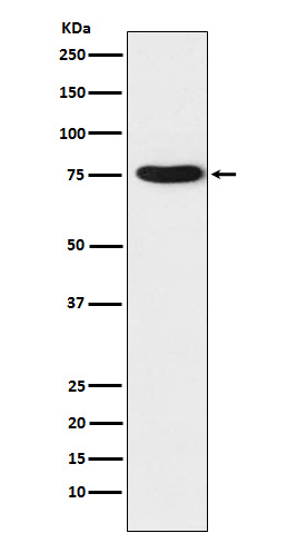1 - Anti-TRAP1 Rabbit Monoclonal Antibody ABO15821