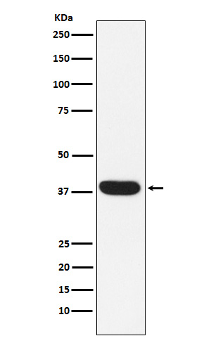 1 - Anti-MYF5 Rabbit Monoclonal Antibody ABO15824