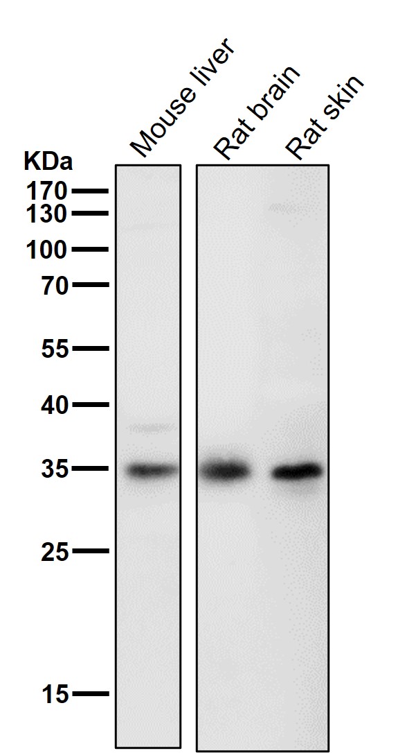 1 - Anti-CSNK1A1 Rabbit Monoclonal Antibody ABO15825