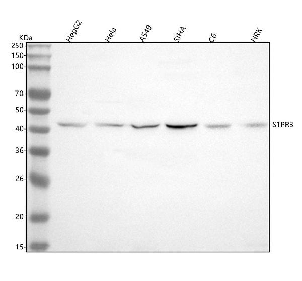 1 - Anti-S1PR3 Rabbit Monoclonal Antibody ABO15826