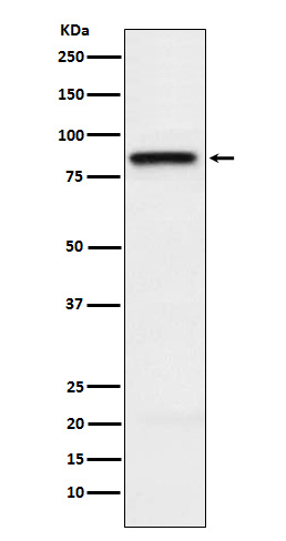 1 - Anti-SLAMF1 Rabbit Monoclonal Antibody ABO15829