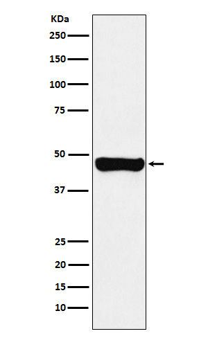 1 - Anti-RCC1 Rabbit Monoclonal Antibody ABO15830
