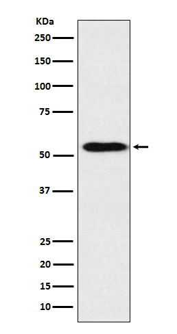 1 - Anti-ApoH Rabbit Monoclonal Antibody ABO15832