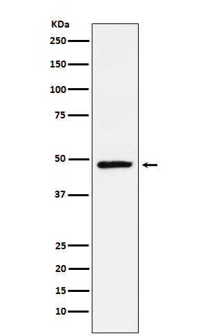 1 - Anti-NR2E1 Rabbit Monoclonal Antibody ABO15833