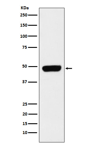 1 - Anti-Pannexin 1 Rabbit Monoclonal Antibody ABO15834
