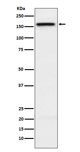 1 - Anti-KIF4A Rabbit Monoclonal Antibody ABO15836