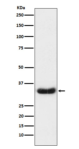 1 - Anti-LEFTY1 + LEFTY2 Rabbit Monoclonal Antibody ABO15838