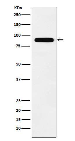 1 - Anti-Tbx3 Rabbit Monoclonal Antibody ABO15840
