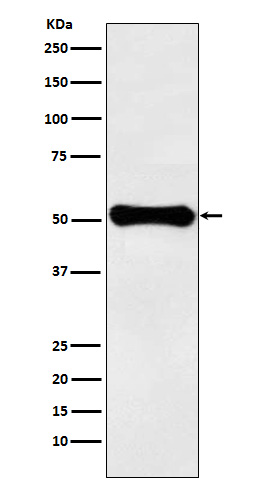 1 - Anti-GLUD1 Rabbit Monoclonal Antibody ABO15849