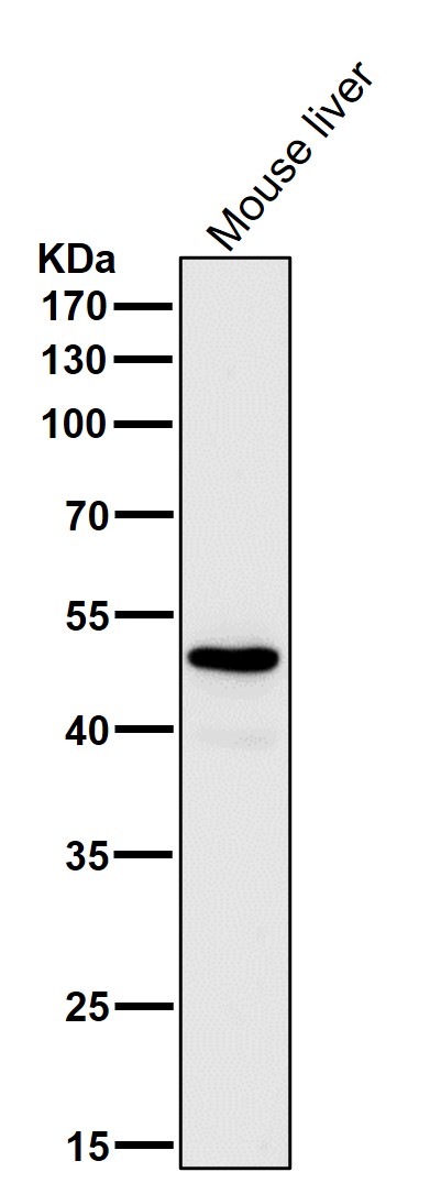 1 - Anti-GLUD1 Rabbit Monoclonal Antibody ABO15849