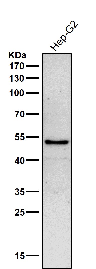 1 - Anti-GLUD1 Rabbit Monoclonal Antibody ABO15849