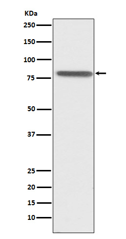 1 - Anti-PSAP Rabbit Monoclonal Antibody ABO15851