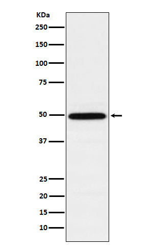 1 - Anti-TIP49A Rabbit Monoclonal Antibody ABO15853