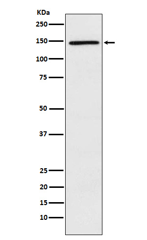 1 - Anti-PLCG2 Rabbit Monoclonal Antibody ABO15854