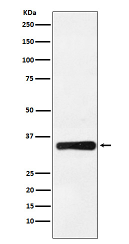 1 - Anti-HOXB4 Rabbit Monoclonal Antibody ABO15855