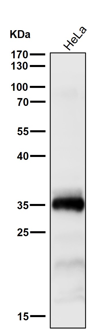 1 - Anti-HOXB4 Rabbit Monoclonal Antibody ABO15855