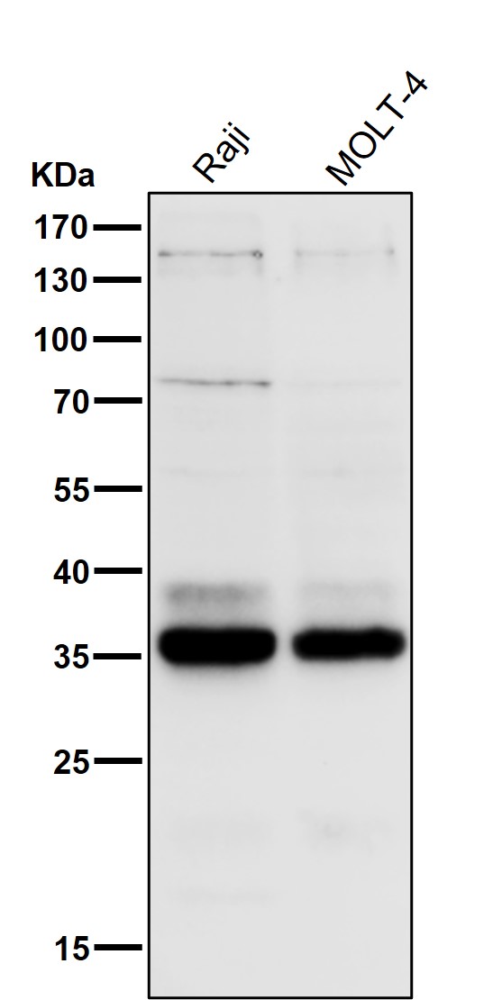 1 - Anti-HOXB4 Rabbit Monoclonal Antibody ABO15855