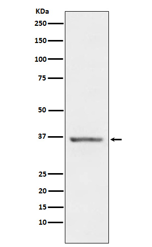 1 - Anti-STC1 Rabbit Monoclonal Antibody ABO15856