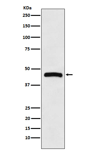 1 - Anti-HRH3 Rabbit Monoclonal Antibody ABO15860