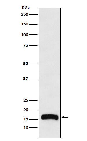 1 - Anti-FLAP Rabbit Monoclonal Antibody ABO15861