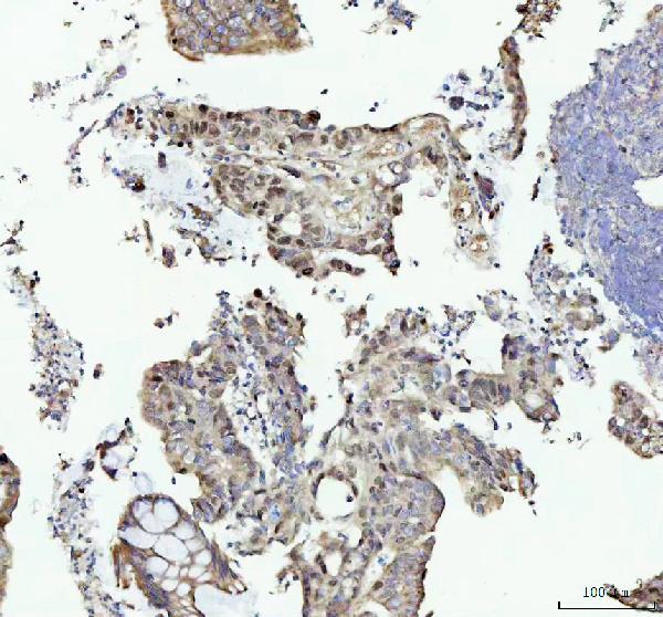 2 - Anti-MCM4 Rabbit Monoclonal Antibody ABO15863