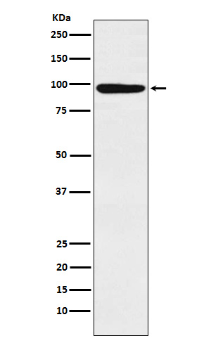 1 - Anti-MCM4 Rabbit Monoclonal Antibody ABO15863