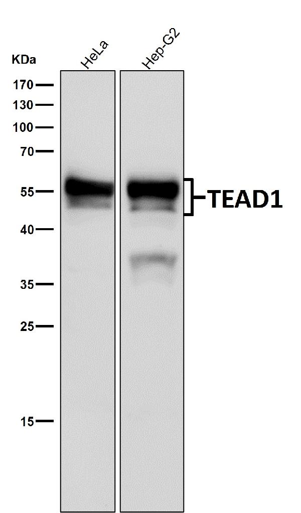 1 - Anti-TEAD1 Rabbit Monoclonal Antibody ABO15865
