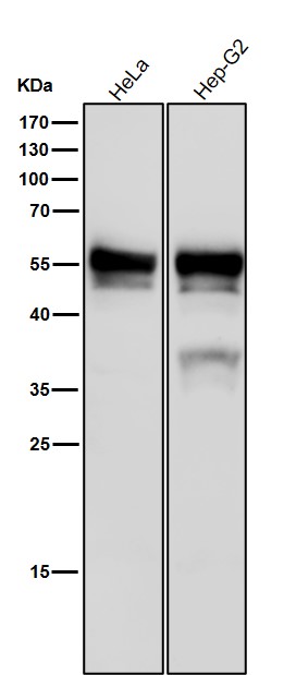 1 - Anti-TEAD1 Rabbit Monoclonal Antibody ABO15865