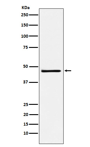 1 - Anti-FRA2 Rabbit Monoclonal Antibody ABO15867