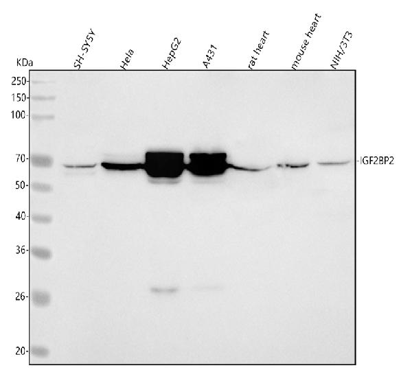 1 - Anti-IMP2 Rabbit Monoclonal Antibody ABO15869